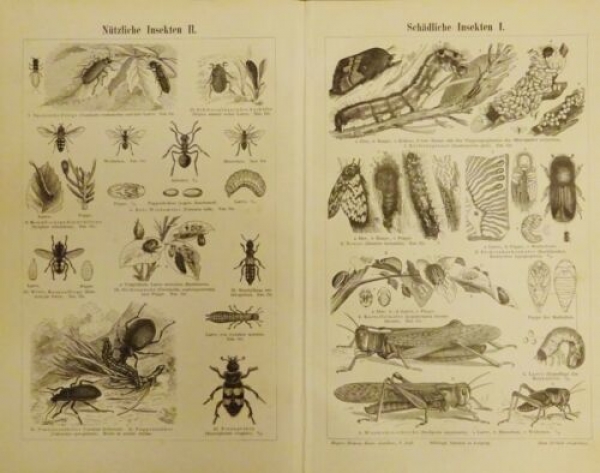 1899 - alter Druck - Nützliche Insekten, Schädliche Insekten